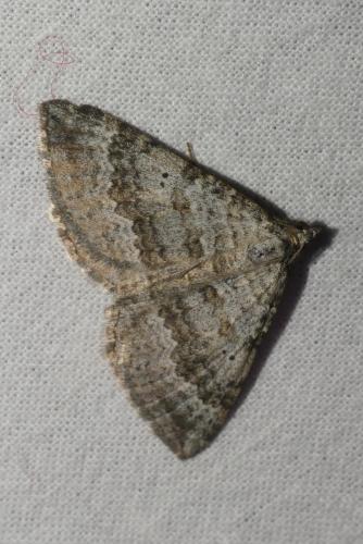 Scotopteryx bipunctaria
